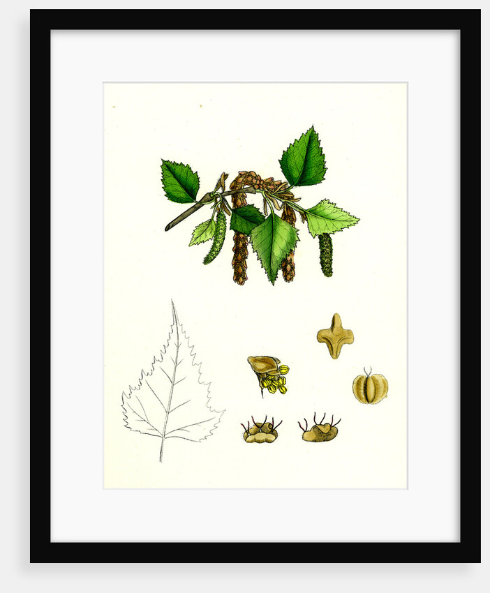 Betula Verrucosa White Birch by Anonymous