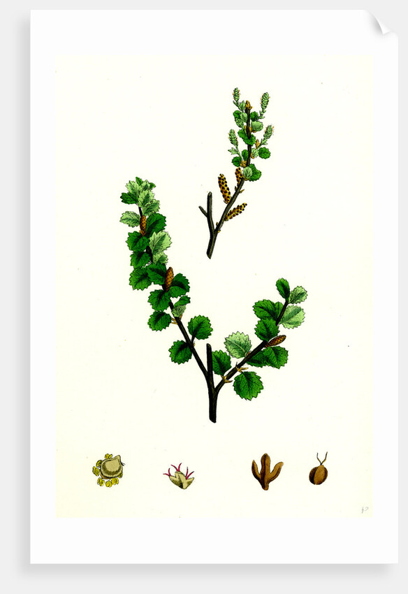 Betula Nana Dwarf Birch by Anonymous