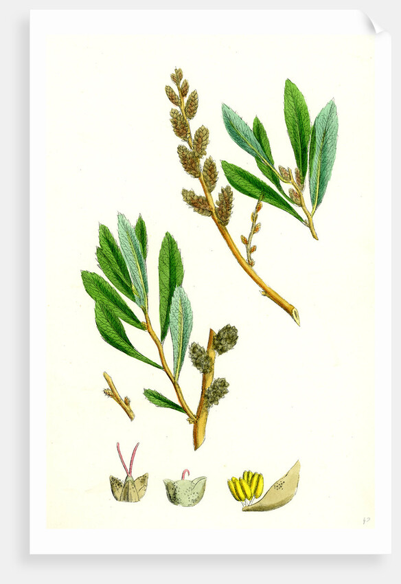 Myrica Gale Bog-Myrtle by Anonymous