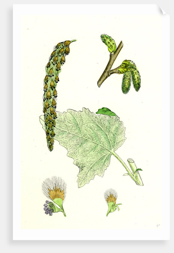 Populus Eu-Alba White Poplar by Anonymous