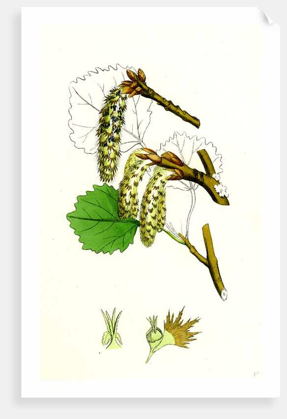 Populus Tremula Aspen by Anonymous