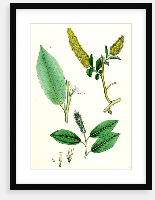 Salix Pentandra Bay-Leaved Willow by Anonymous