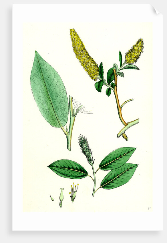 Salix Pentandra Bay-Leaved Willow by Anonymous