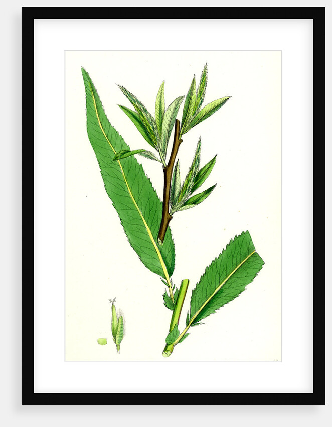 Salix Viridis Bedford Willow by Anonymous