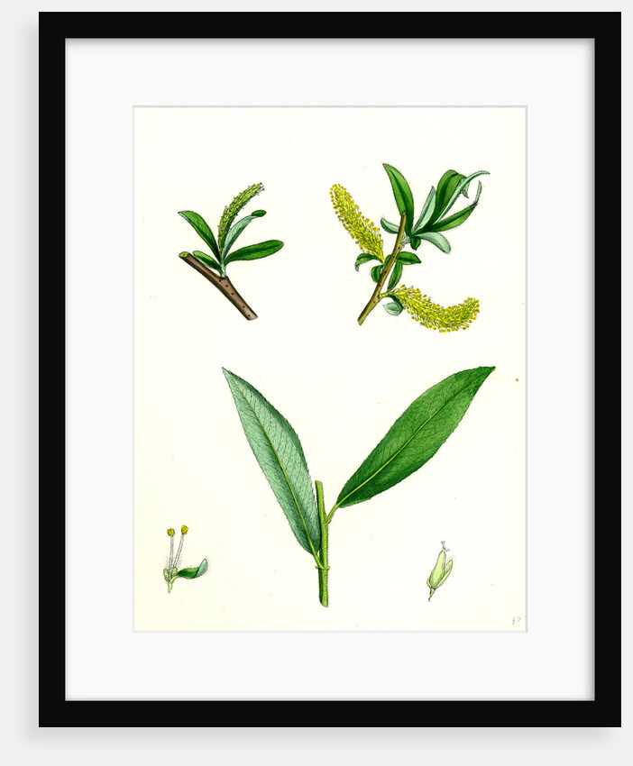 Salix Alba Var. Genuina White Willow by Anonymous