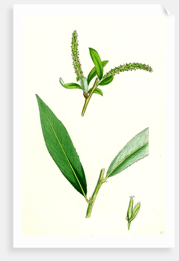 Salix Alba Var. Coerulea Blue Willow by Anonymous