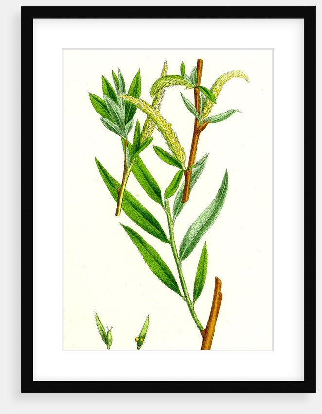 Salix Alba Var. Vitellina Golden Willow by Anonymous