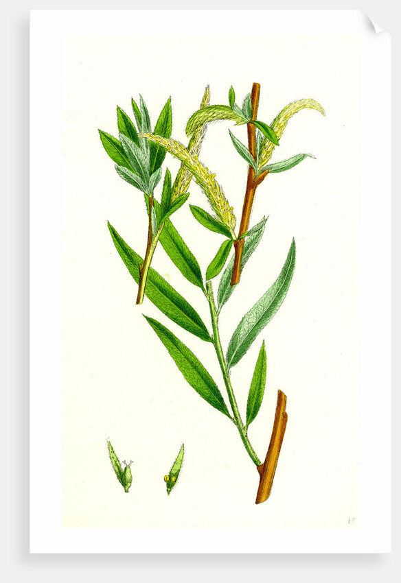 Salix Alba Var. Vitellina Golden Willow by Anonymous