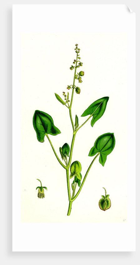Rumex Scutatus French Sorrel by Anonymous