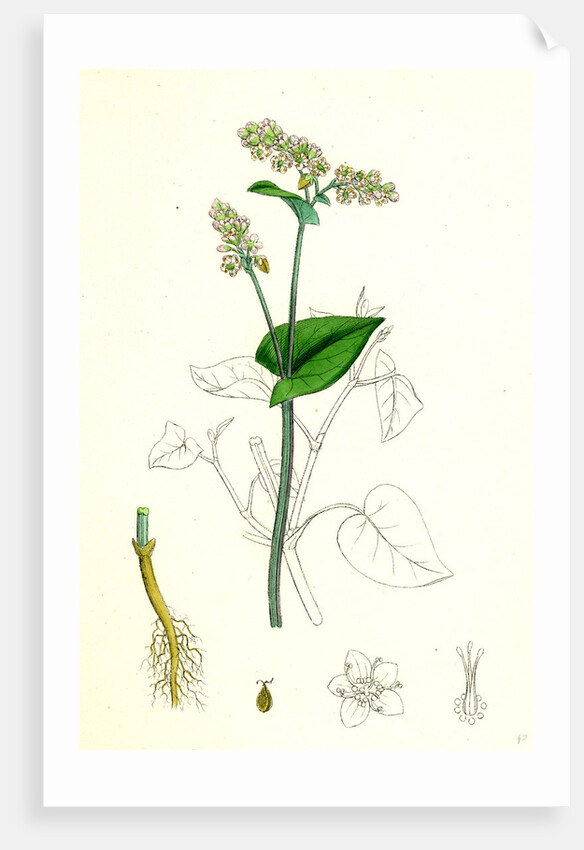 Polygonum Fagopyrum Common Buckwheat by Anonymous