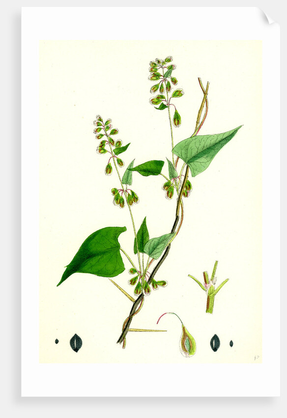 Polygonum Dumetorum Copse Buckwheat by Anonymous