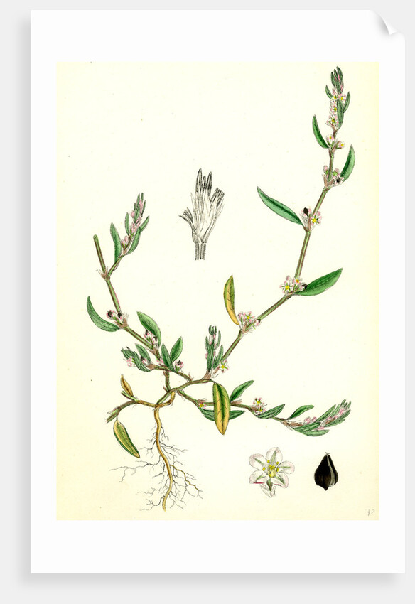 Polygonum Raii Ray's Knot-Grass by Anonymous