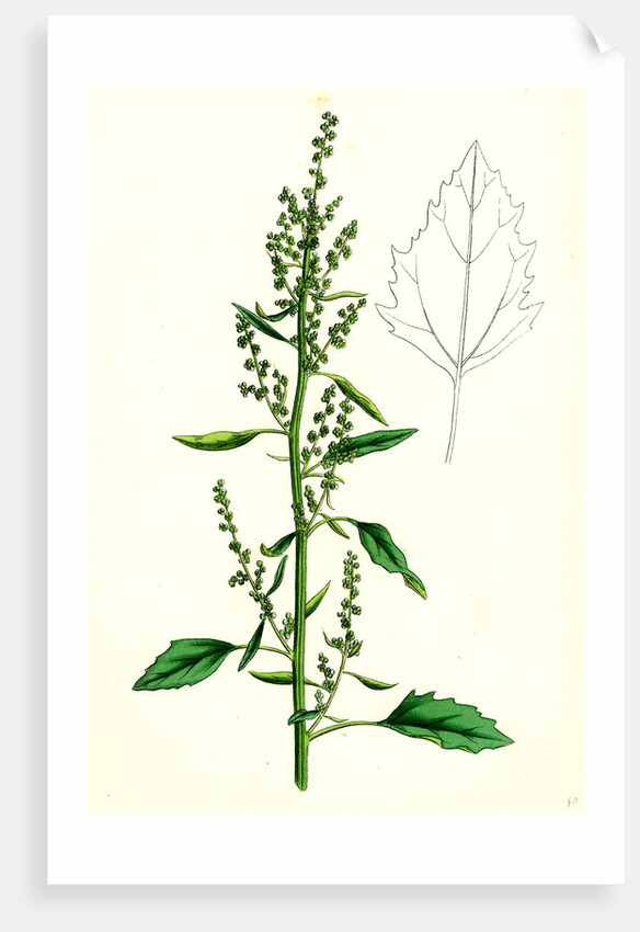 Chenopodium Album Var. Paganum Green Goosefoot Var. B. by Anonymous
