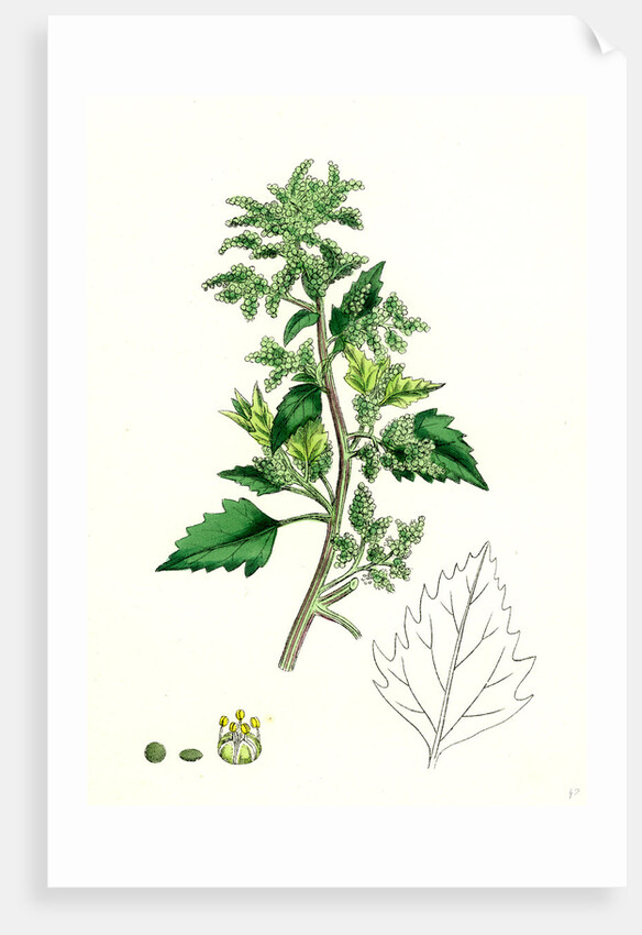 Chenopodium Murale Nettle-Leaved Goosefoot by Anonymous