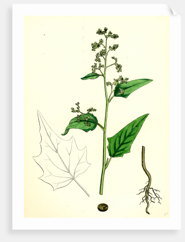 Chenopodium Hybridum Maple-Leaved Goosefoot by Anonymous
