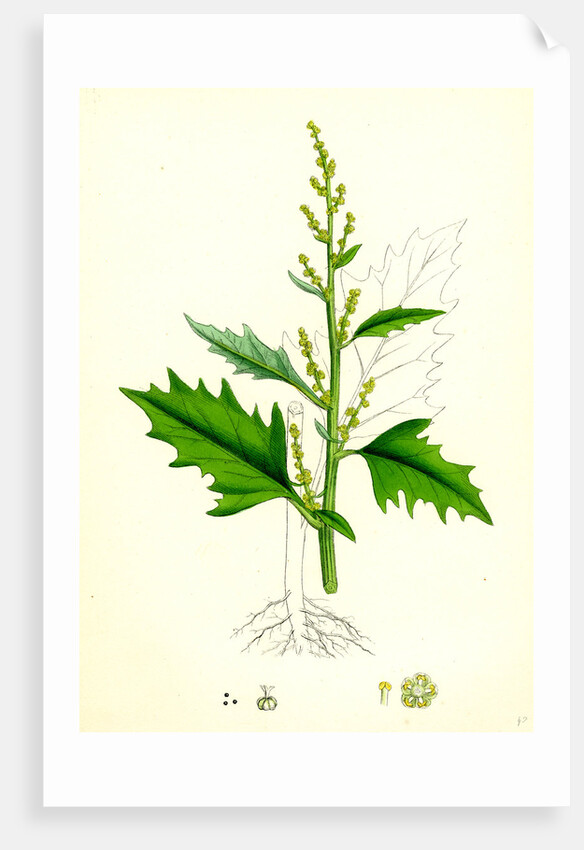 Chenopodium Urbicum Upright Goosefoot by Anonymous