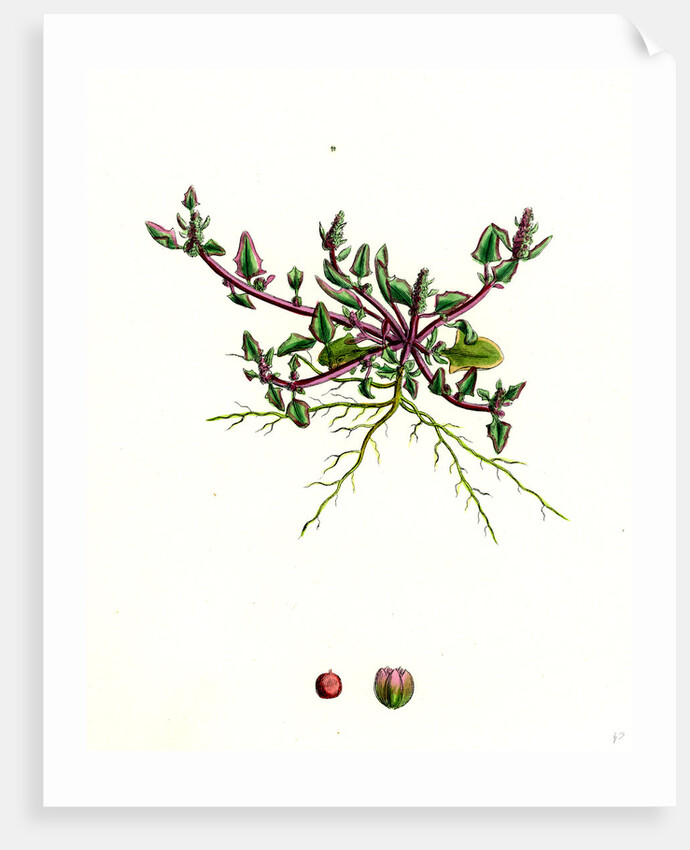 Chenopodium Eu-Rubrum Var. Pseudo-Botryoides Red Goosefoot Var. B. by Anonymous