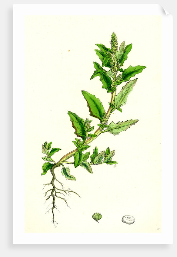 Chenopodium Glaucum Oak-Leaved Goosefoot by Anonymous