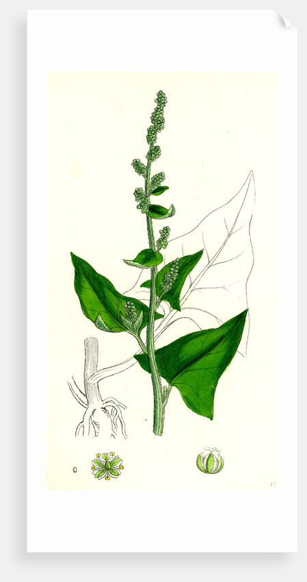 Chenopodium Bonus-Henricus Allgood by Anonymous