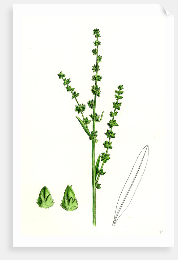Atriplex Littoralis Var. Genuina Grass-Leaved Sea Orache Var. A. by Anonymous
