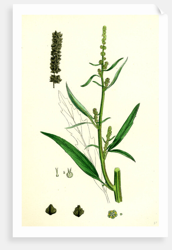 Atriplex Littoralis Var. Marina Grass-Leaved Sea Orache Var. B. by Anonymous