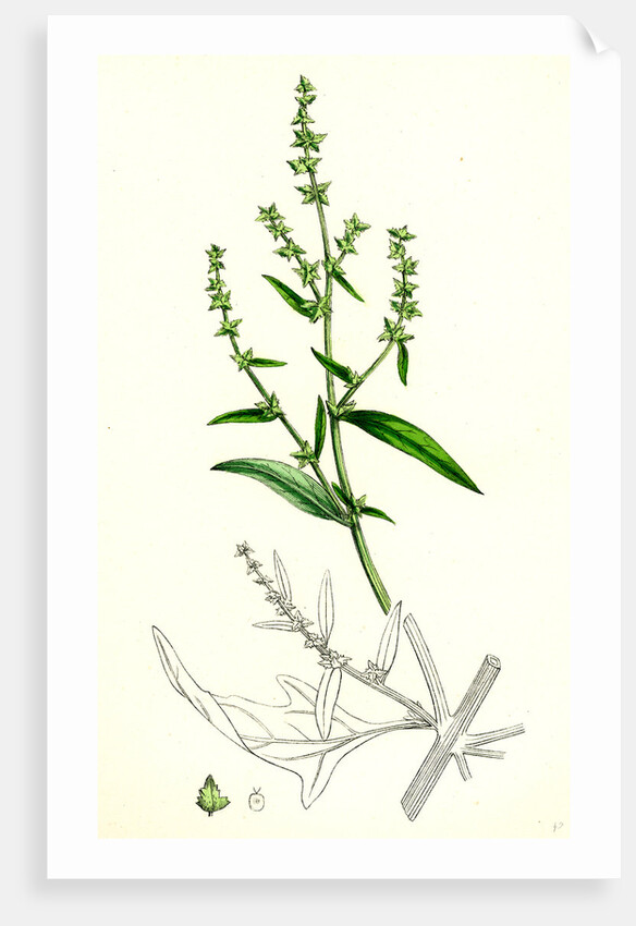 Atriplex Patula Var. Angustifolia Narrow-Leaved Orache Var. A. by Anonymous