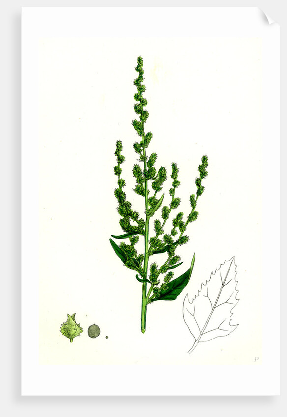 Atriplex Patula Var. Erecta Narrow-Leaved Orache Var. Y. by Anonymous