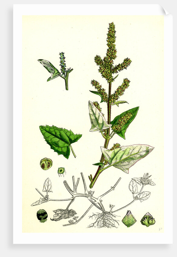 Atriplex Deltoidea Triangular-Leaved Orache by Anonymous