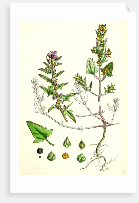 Atriplex Babingtonii Babington's Orache by Anonymous