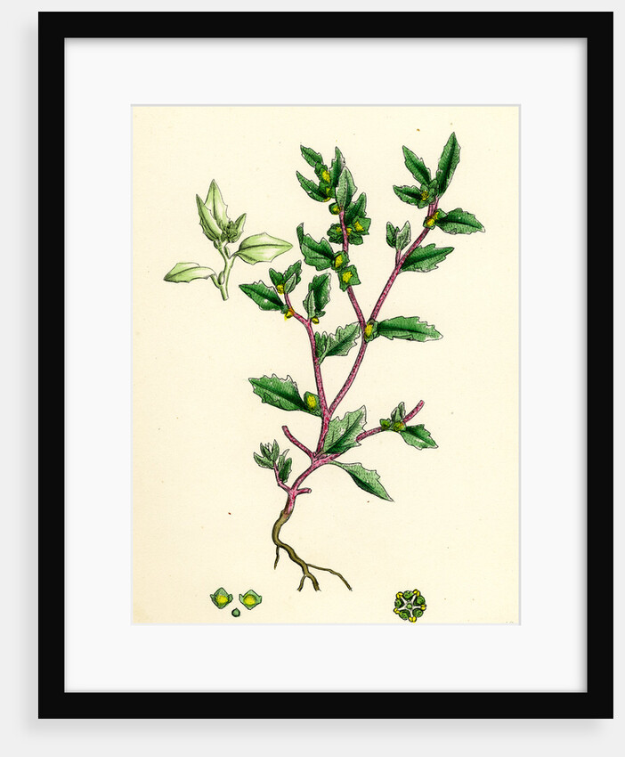 Atriplex Arenaria Frosted Sea Orache by Anonymous