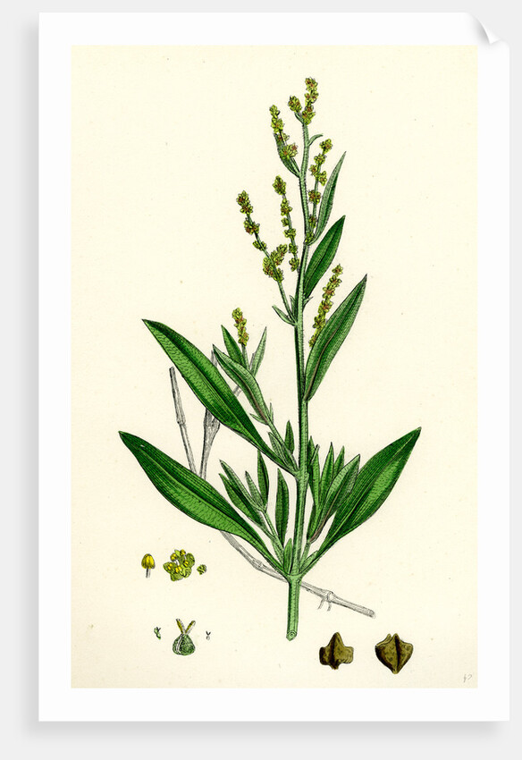 Atriplex Portulacoides Sea Purslane by Anonymous