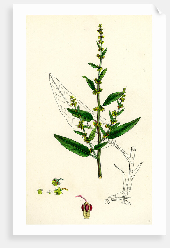 Rumex Conglomeratus Sharp Dock by Anonymous