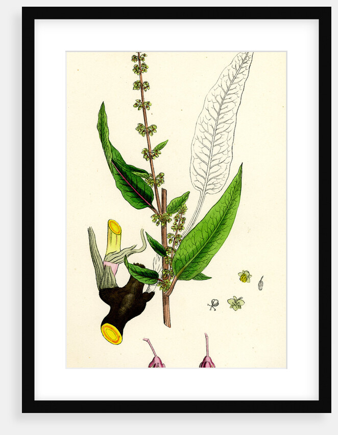 Rumex Sanguineus Bloody-Veined Dock by Anonymous