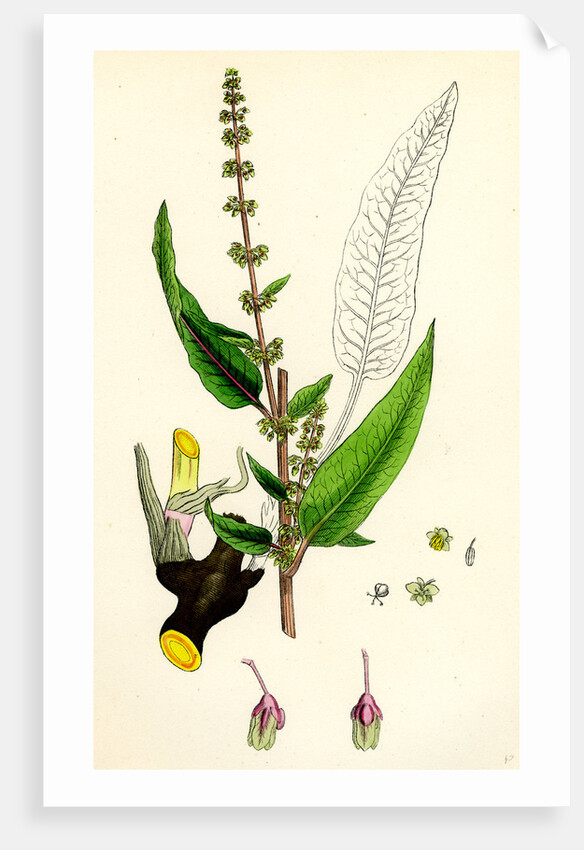 Rumex Sanguineus Bloody-Veined Dock by Anonymous