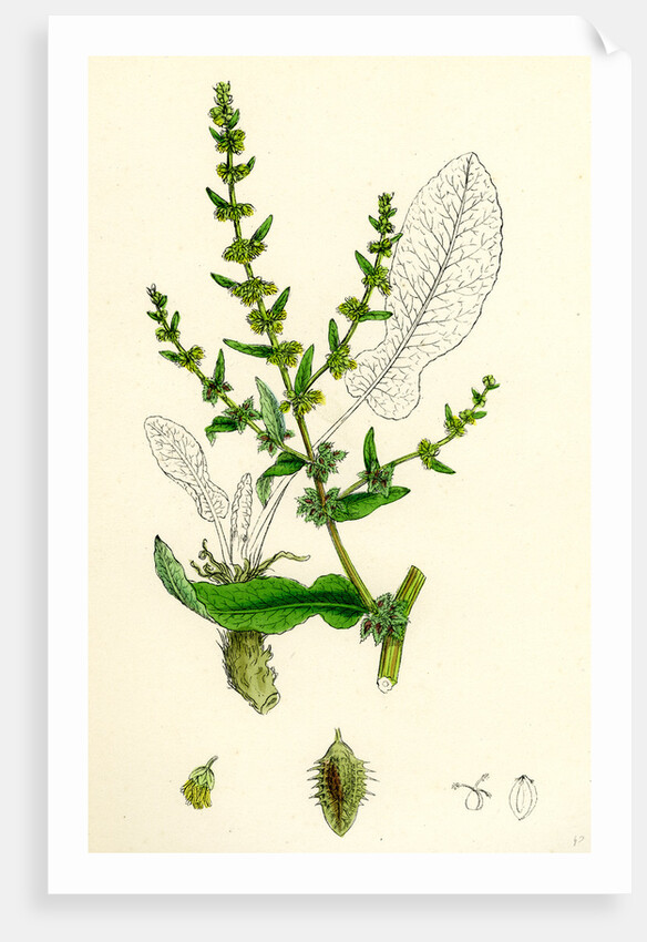 Rumex Pulcher Fiddle Dock by Anonymous