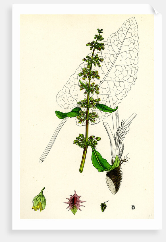 Rumex Obtusifolius Broad-Leaved Dock by Anonymous