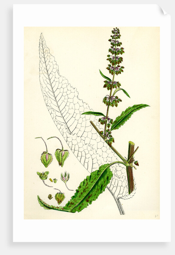 Rumex Pratensis Meadow Dock by Anonymous