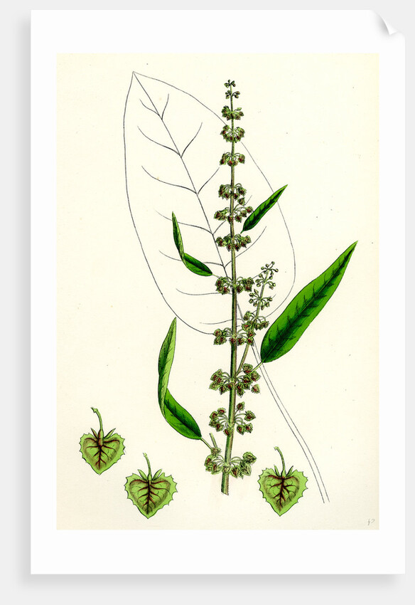 Rumex Conspersus Hartman's Dock by Anonymous