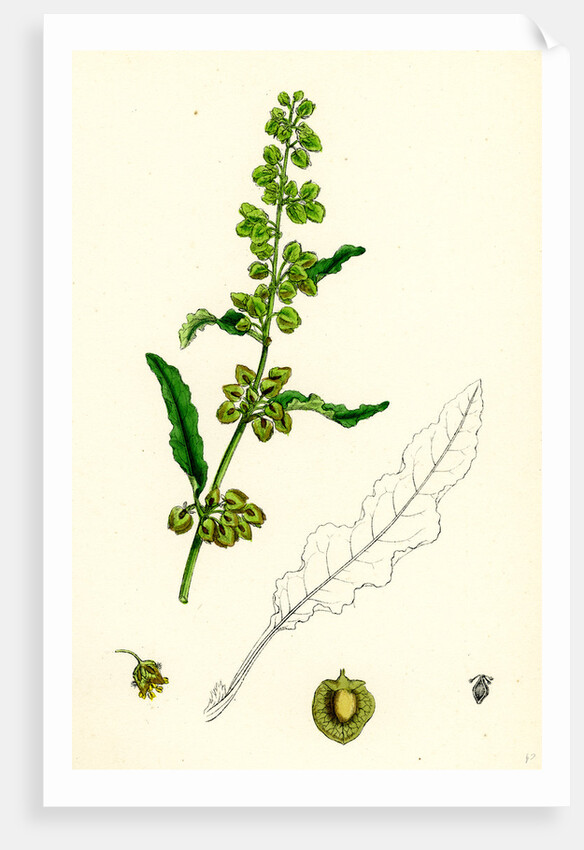 Rumex Crispus Curled Dock by Anonymous