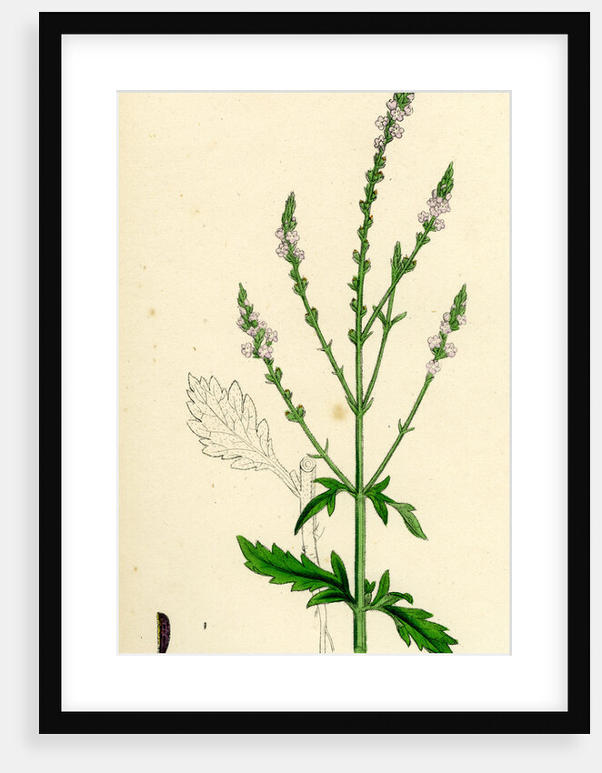 Verbena Officinalis Common Vervain by Anonymous