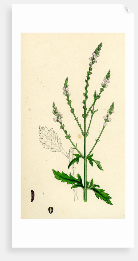 Verbena Officinalis Common Vervain by Anonymous