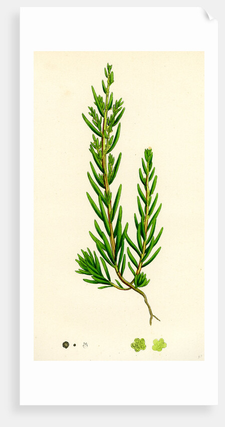 Suaeda Maritima Annual Sea-Blite by Anonymous