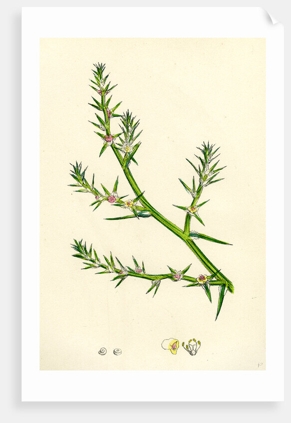 Salsola Kali Prickly Saltwort by Anonymous