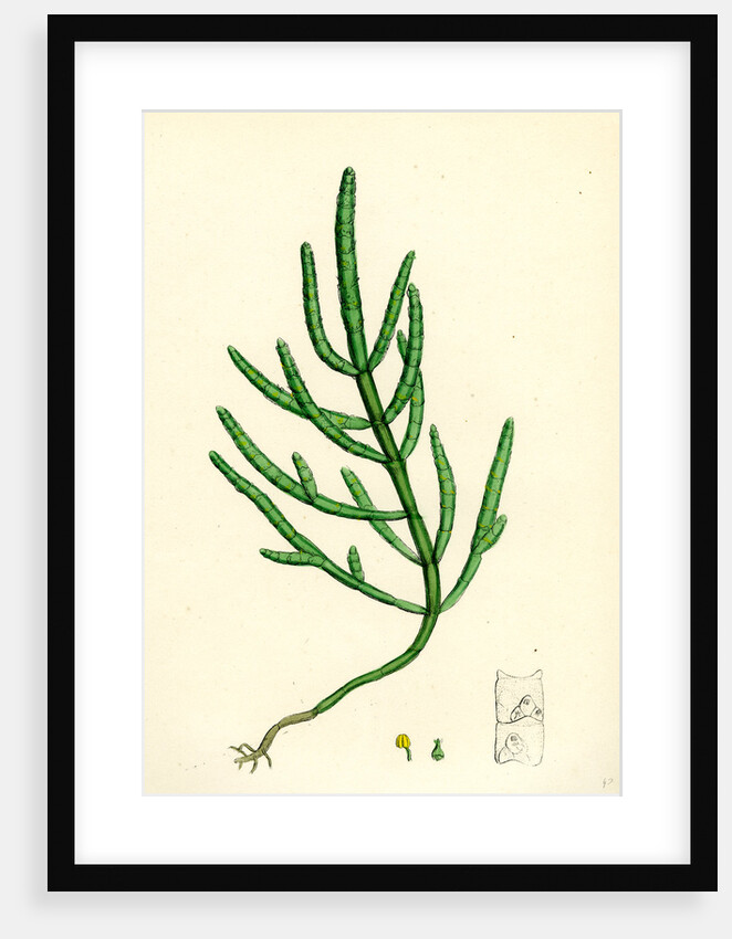 Salicornia Herbacea Var. Acetaria Common Marsh-Samphire Var. A. by Anonymous