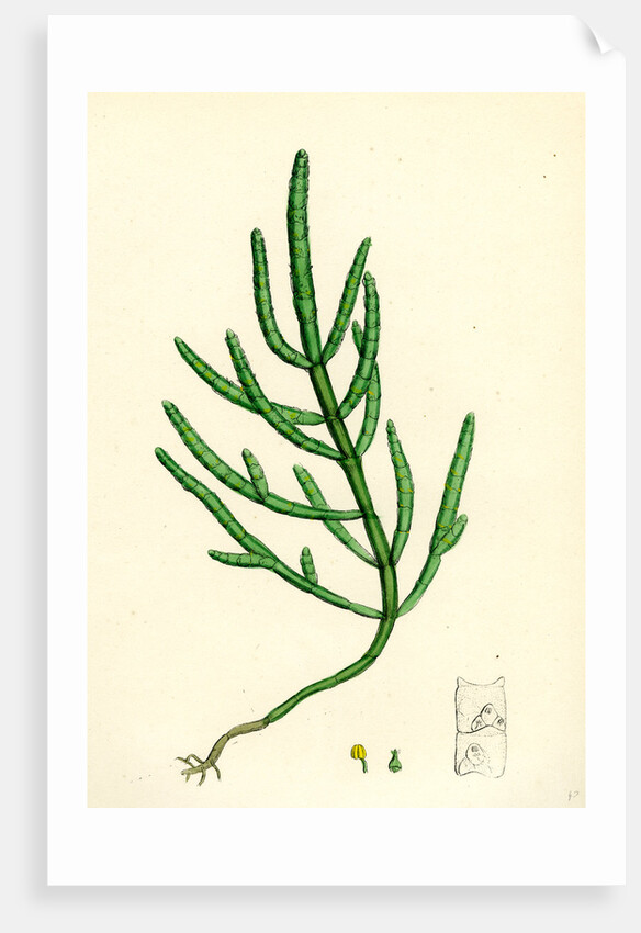 Salicornia Herbacea Var. Acetaria Common Marsh-Samphire Var. A. by Anonymous