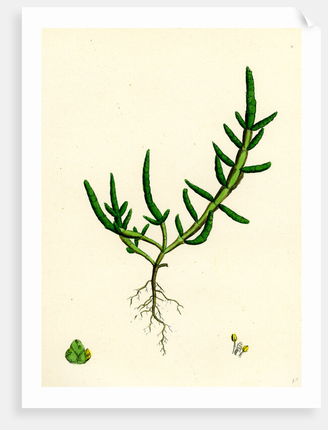 Salicornia Herbacea Var. Procumbens Common Marsh-Samphire Var. B. by Anonymous