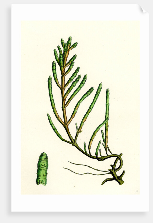 Salicornia Radicans Creeping Marsh-Samphire by Anonymous