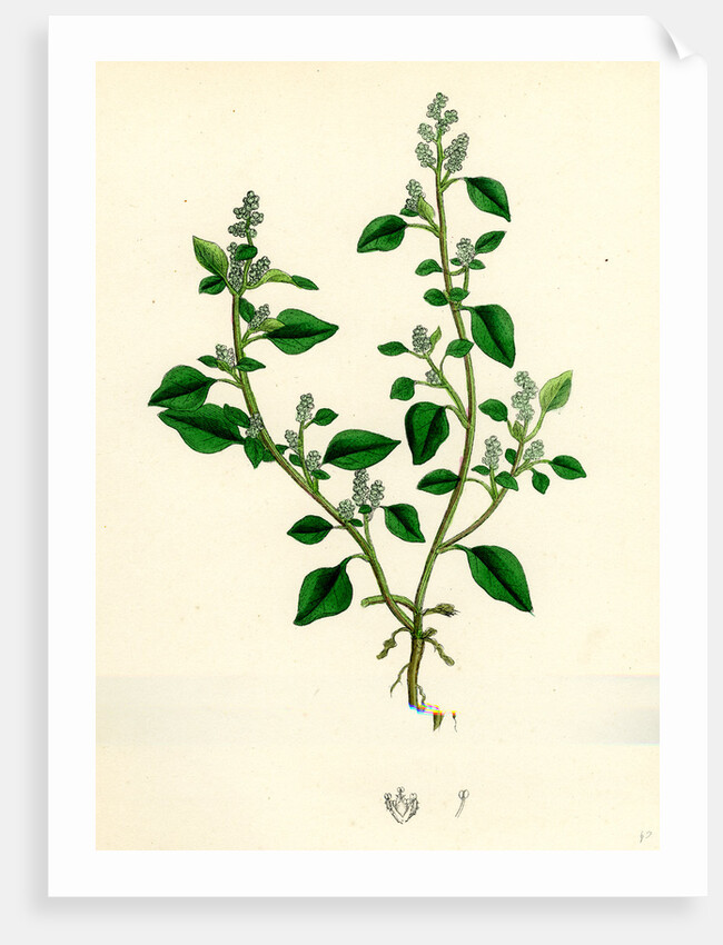 Botanical Print by Anonymous
