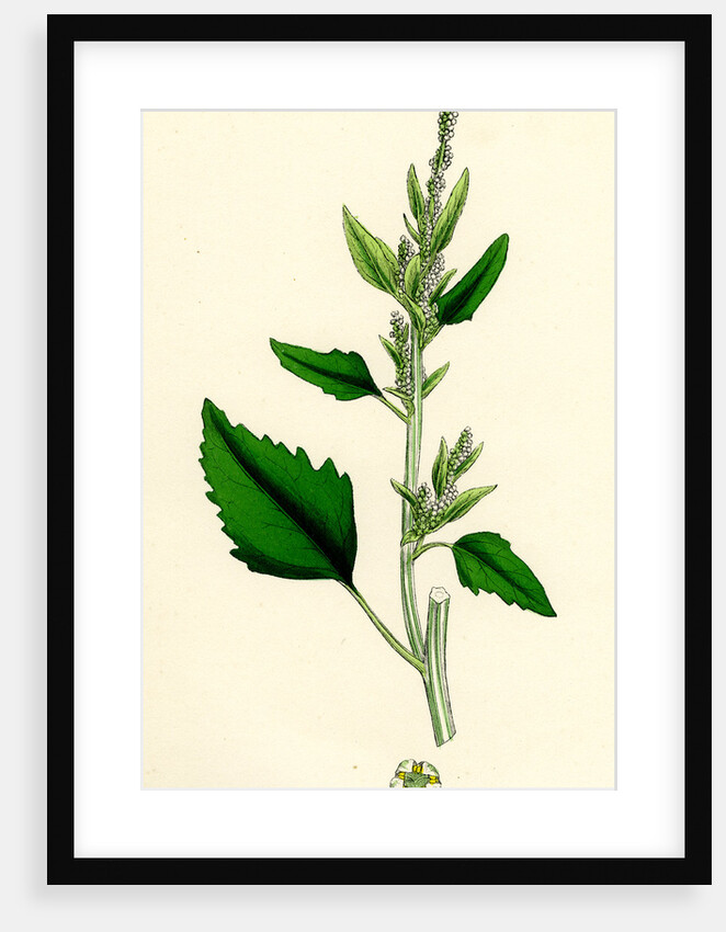 Chenopodium Album Var. Candicans White Goosefoot by Anonymous