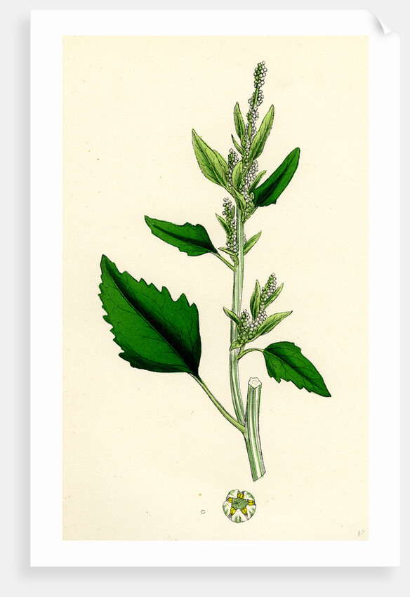 Chenopodium Album Var. Candicans White Goosefoot by Anonymous